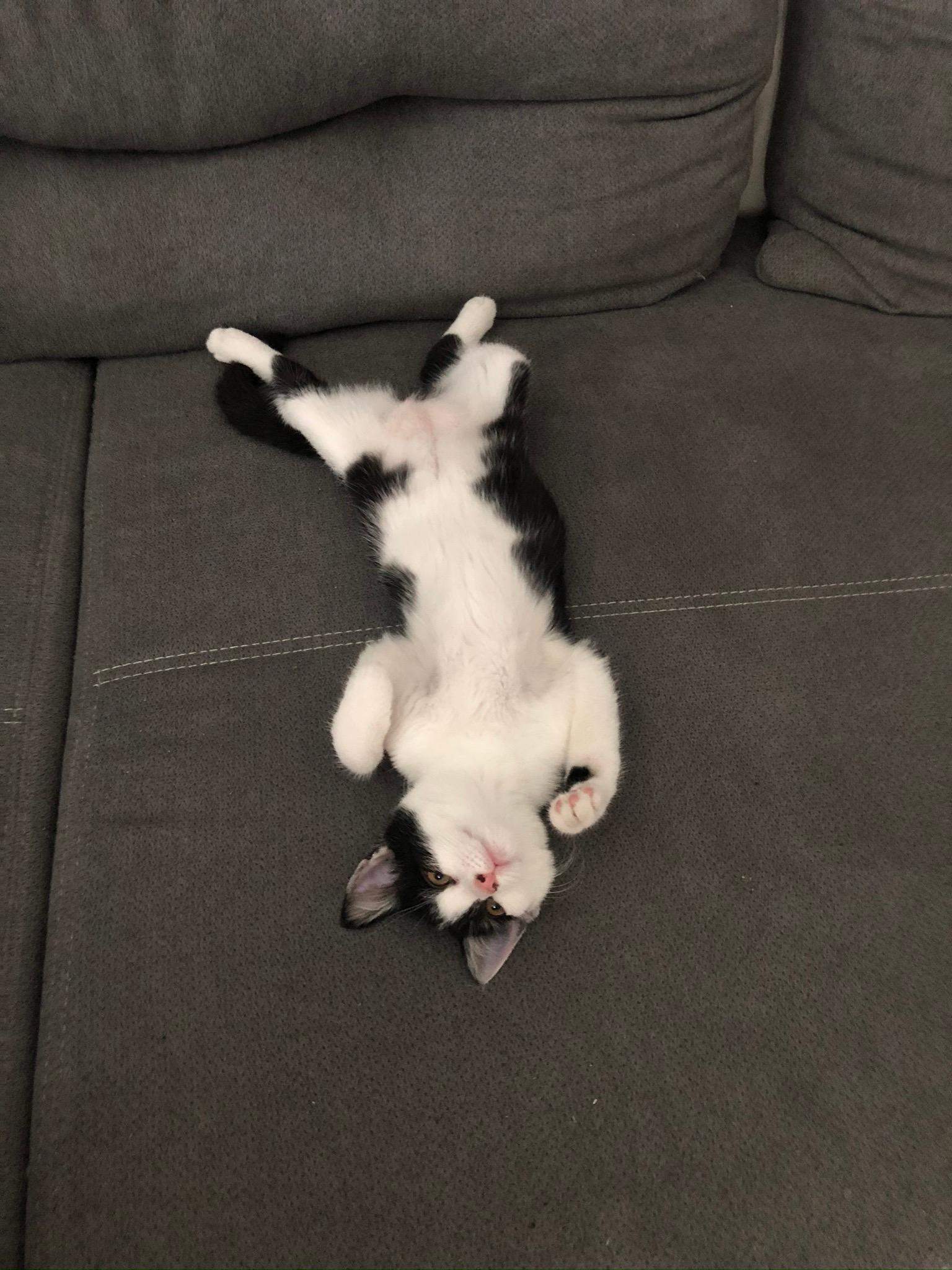 Warum läuft meine Katze mir hinterher? Warum sagt sie mir guten Warum verprügelt sie den
