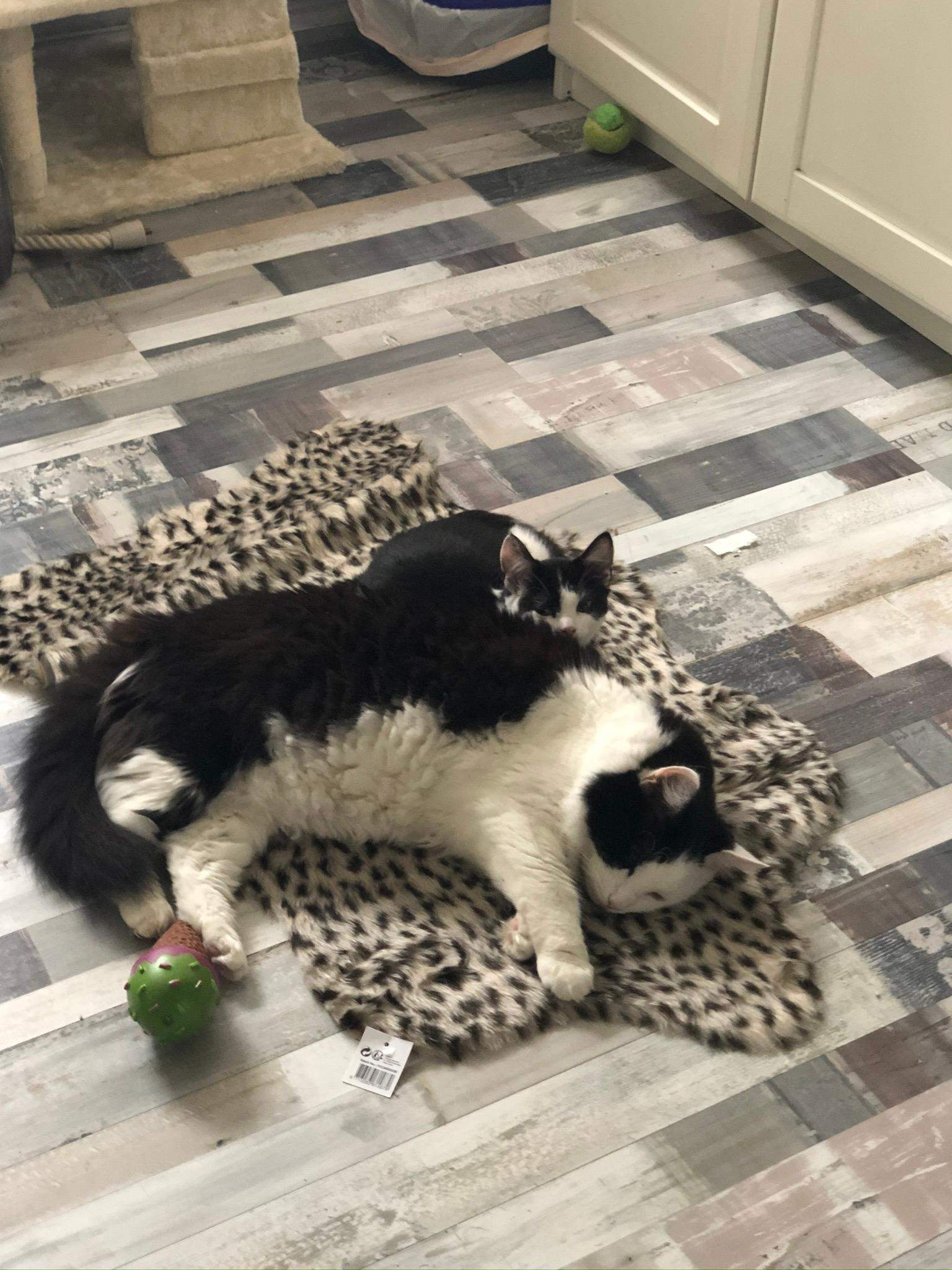 Warum läuft meine Katze mir hinterher? Warum sagt sie mir guten Warum verprügelt sie den