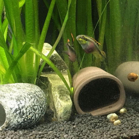 Paar Purpurprachtbuntbarsch  - (Tiere, Fische, Aquarium)