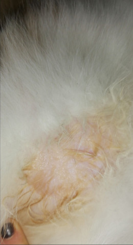 warum leckt eine andere katze der anderen den unteren bauch ab katzen katzengesundheit