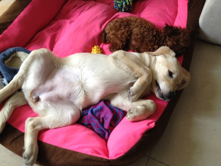 Warum leckt mein Rüde meine Hündin im Genitalbereich? (Hund, Welpen
