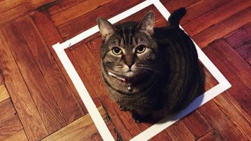 Warum lieben es Katzen in Quadraten zu sitzen?