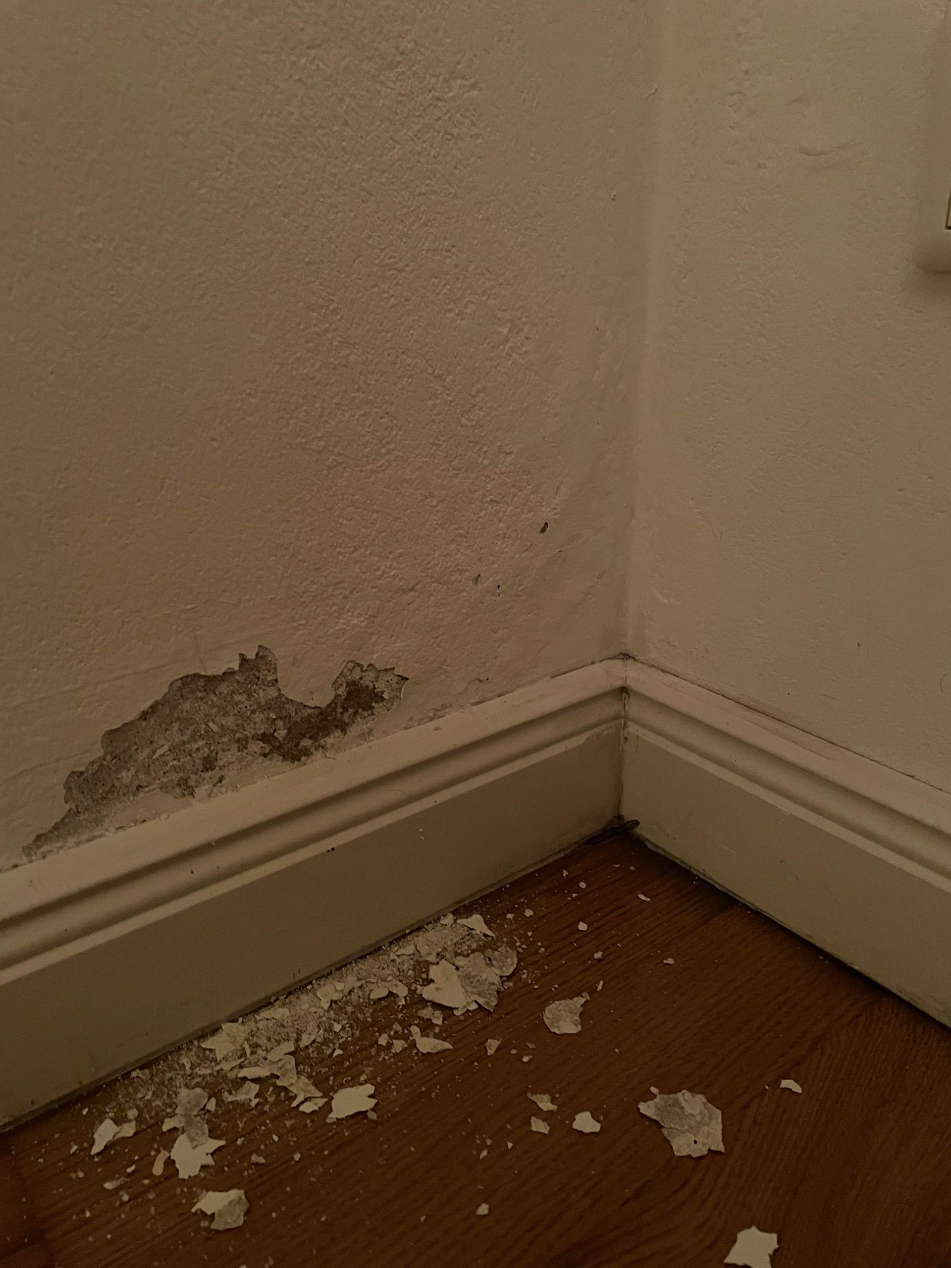 Warum löst sich der Putz? (Wohnung, heimwerken, Wand)