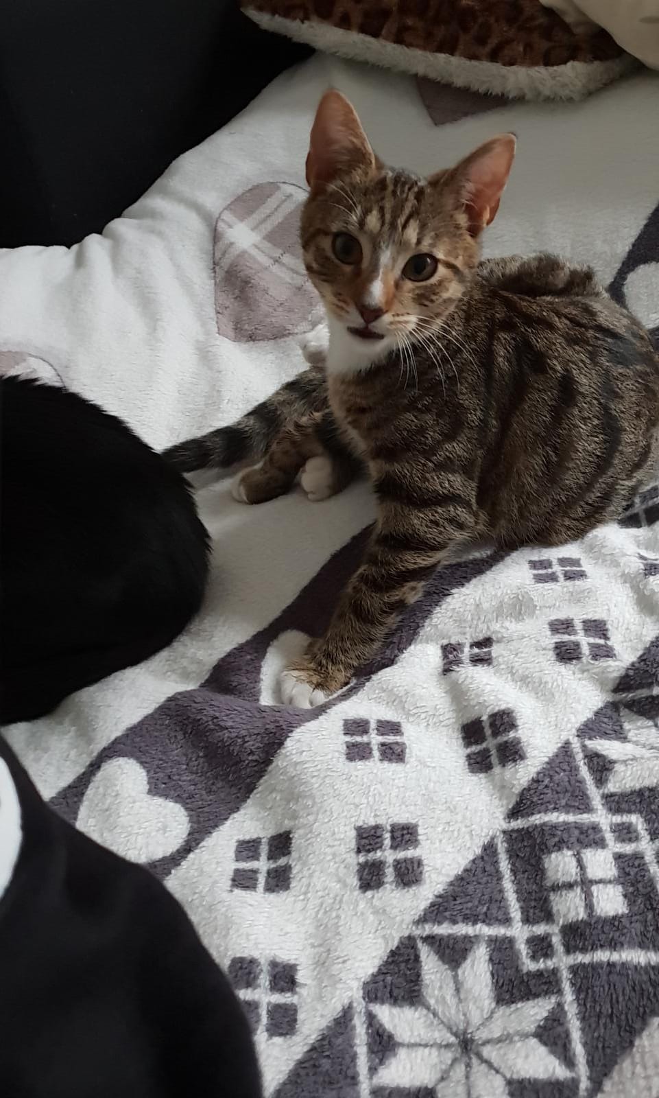 warum machen katzen wenn sie etwas komisches riechen ihren mund auf geruche