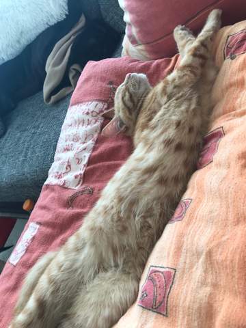 warum macht katze das mit den bauch kater streicheln