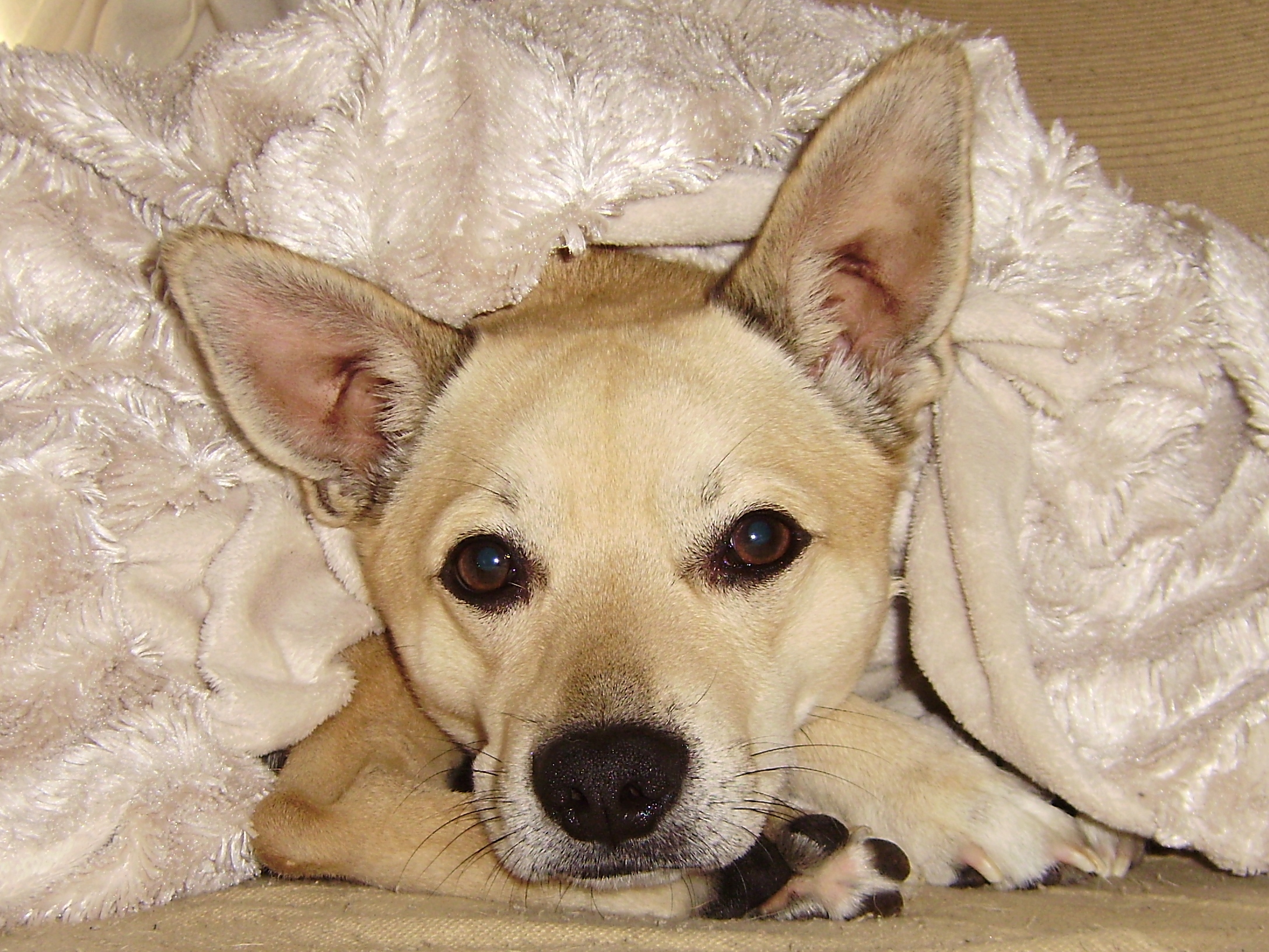 Warum macht mein Hund manchmal komische Geräusche? (Tiere)