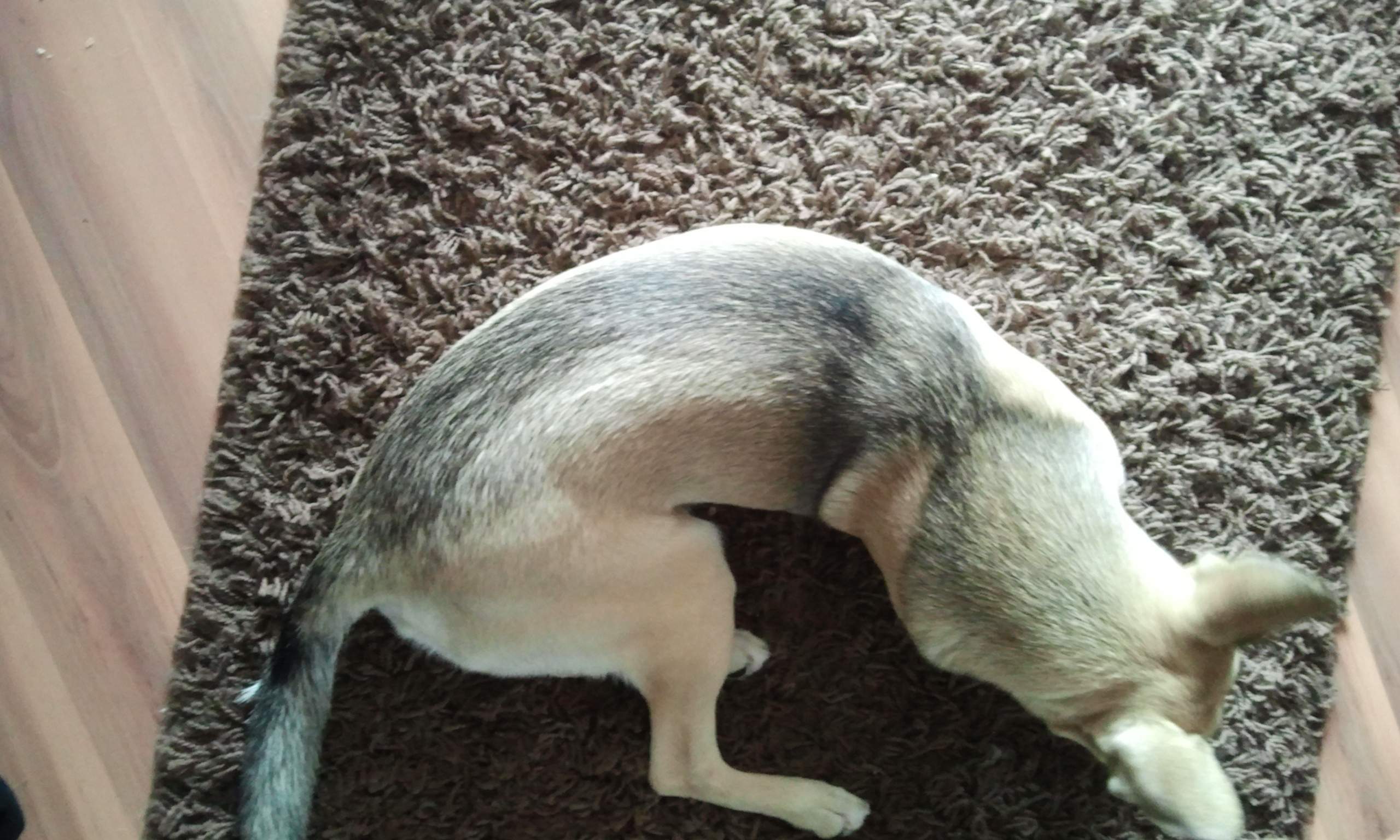 hund macht komische geräusche