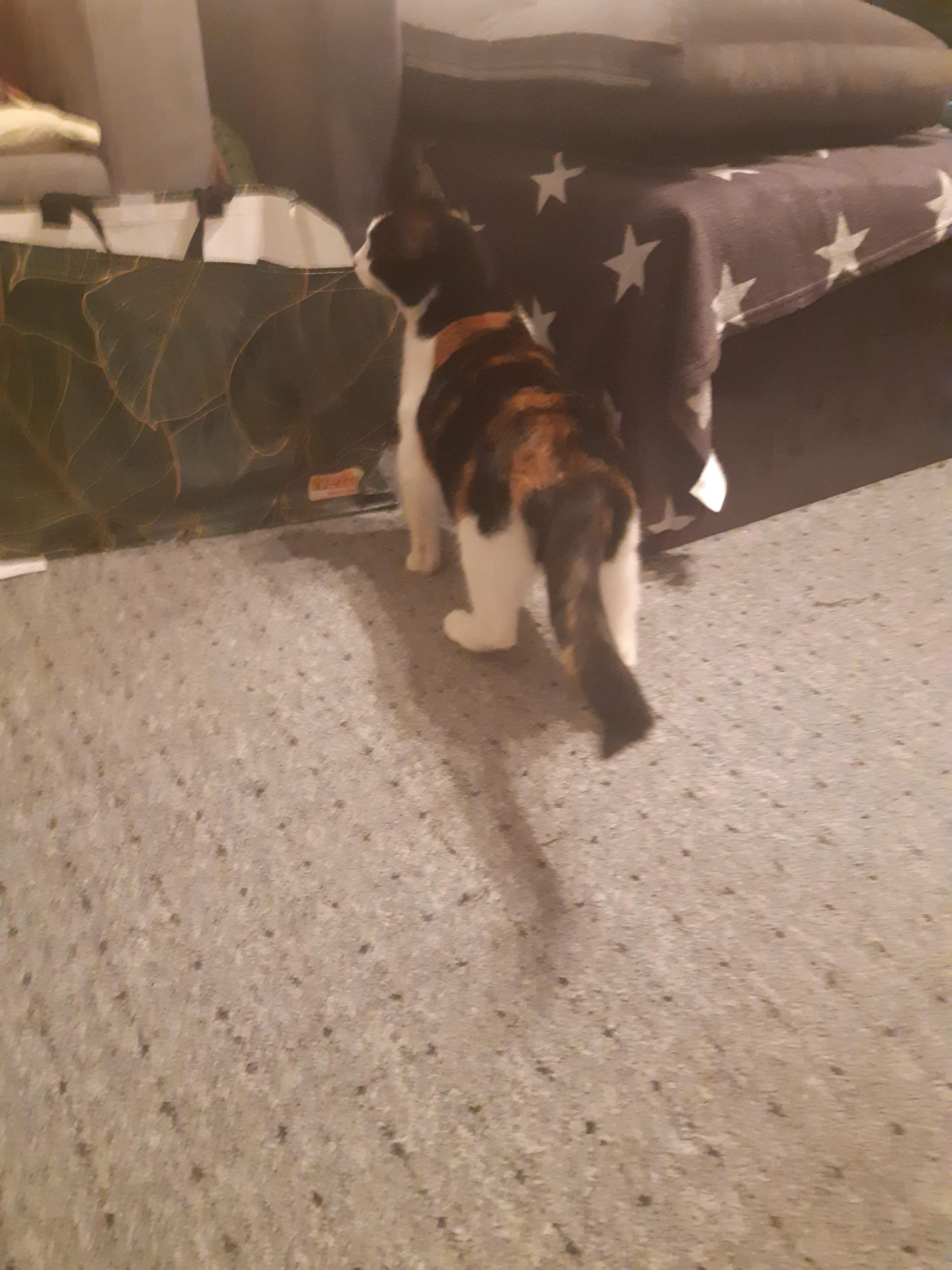 warum meine katze verweigert Trockenfutter? Und ist bloß nass futtern? (Katzenfutter