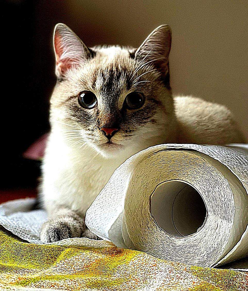 Klopapierhalter Katze Katzen Toilettenpapierhalter - Lustiger Badezimmer-Deko In Tierform Toilettenpapierhalter Für Katzen
