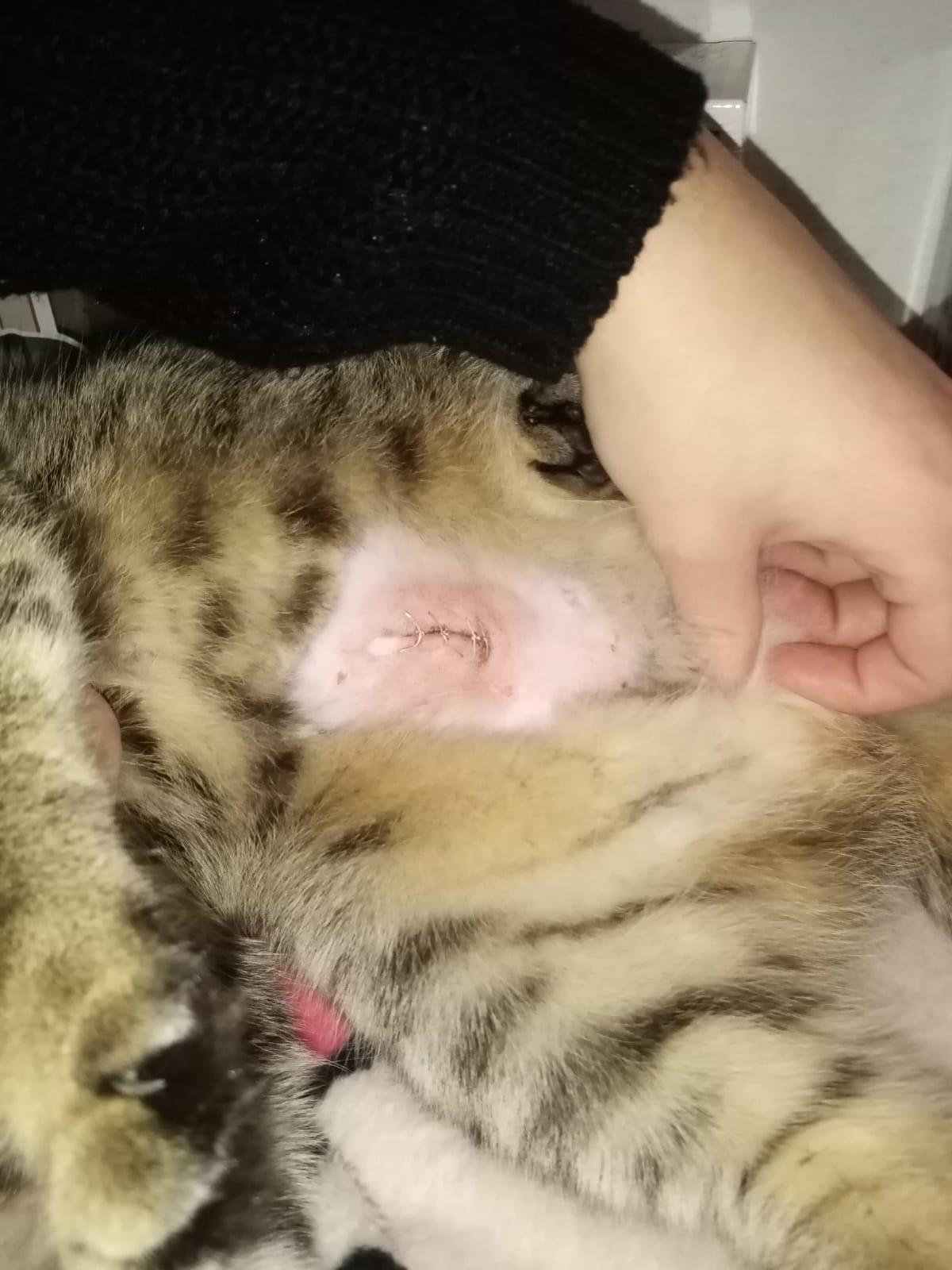 warum nach kastration eine beule katze