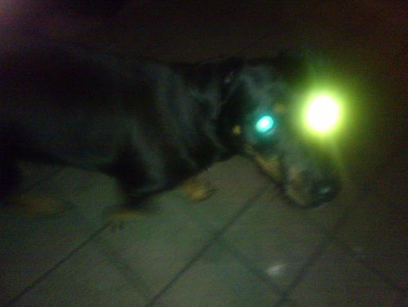 Warum reflektieren bei meinem Hund die Augen in unterschiedlichen