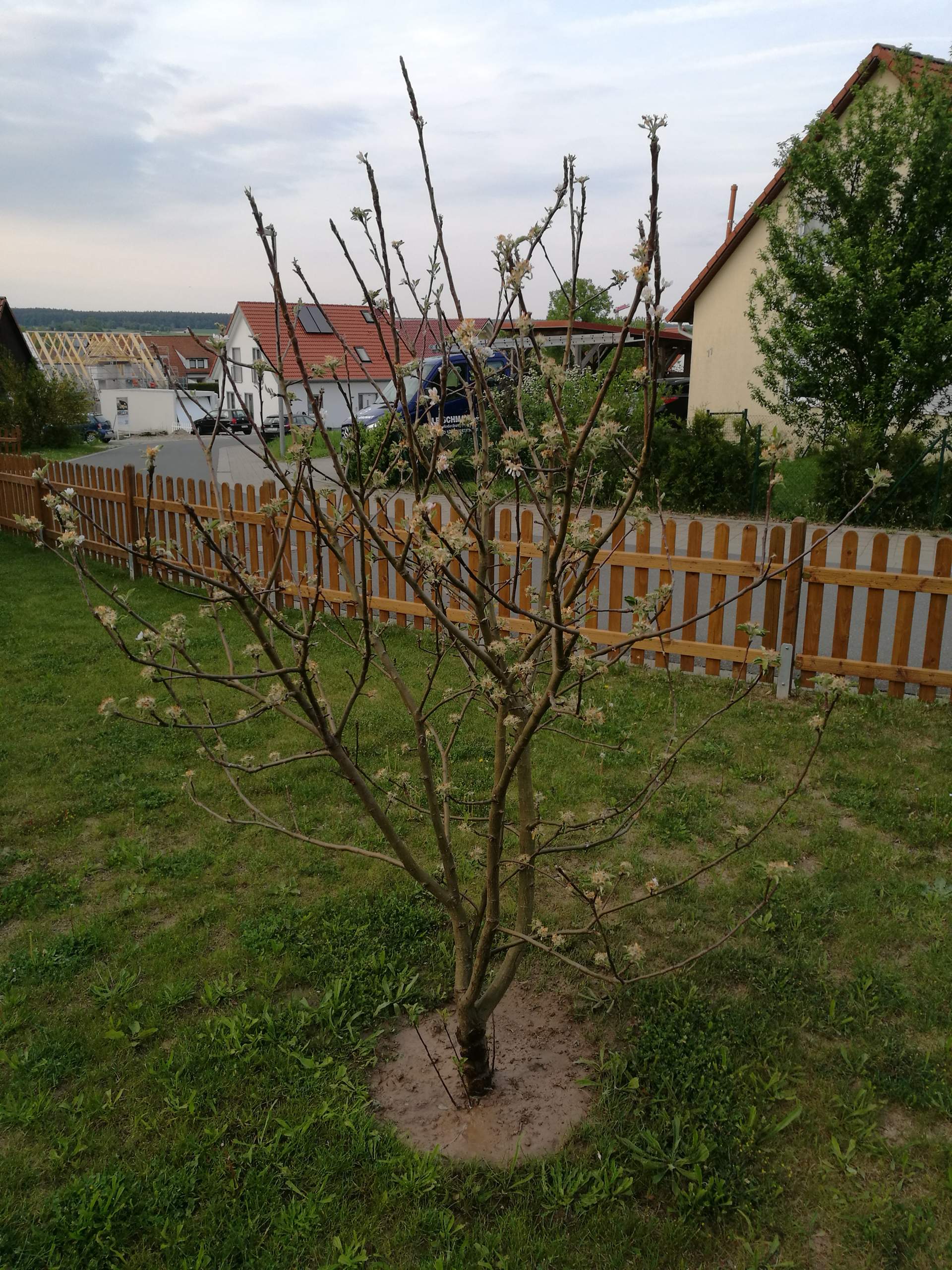 Apfelbaum Bltter Rollen Sich Ein