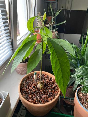 Warum rollen sich die neuen Blätter meiner Avocadopflanze ein?