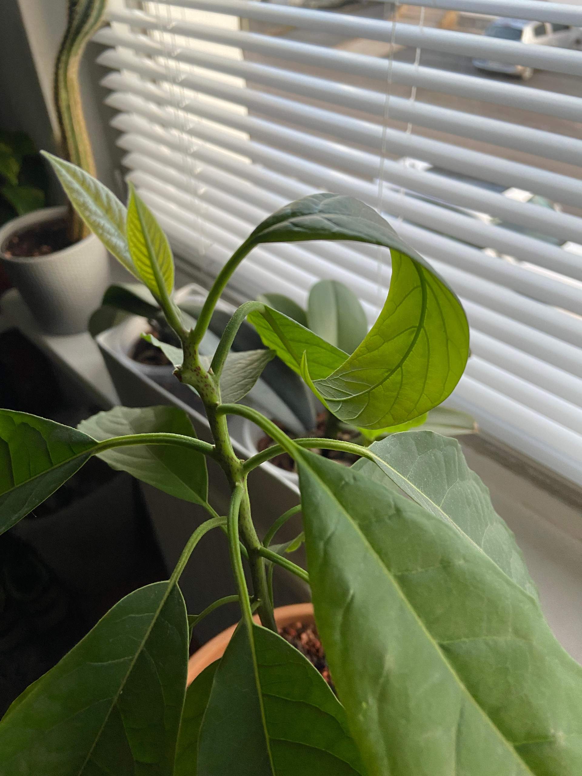 Warum rollen sich die neuen Blätter meiner Avocadopflanze ein? (Biologie, Pflanzen, Garten)