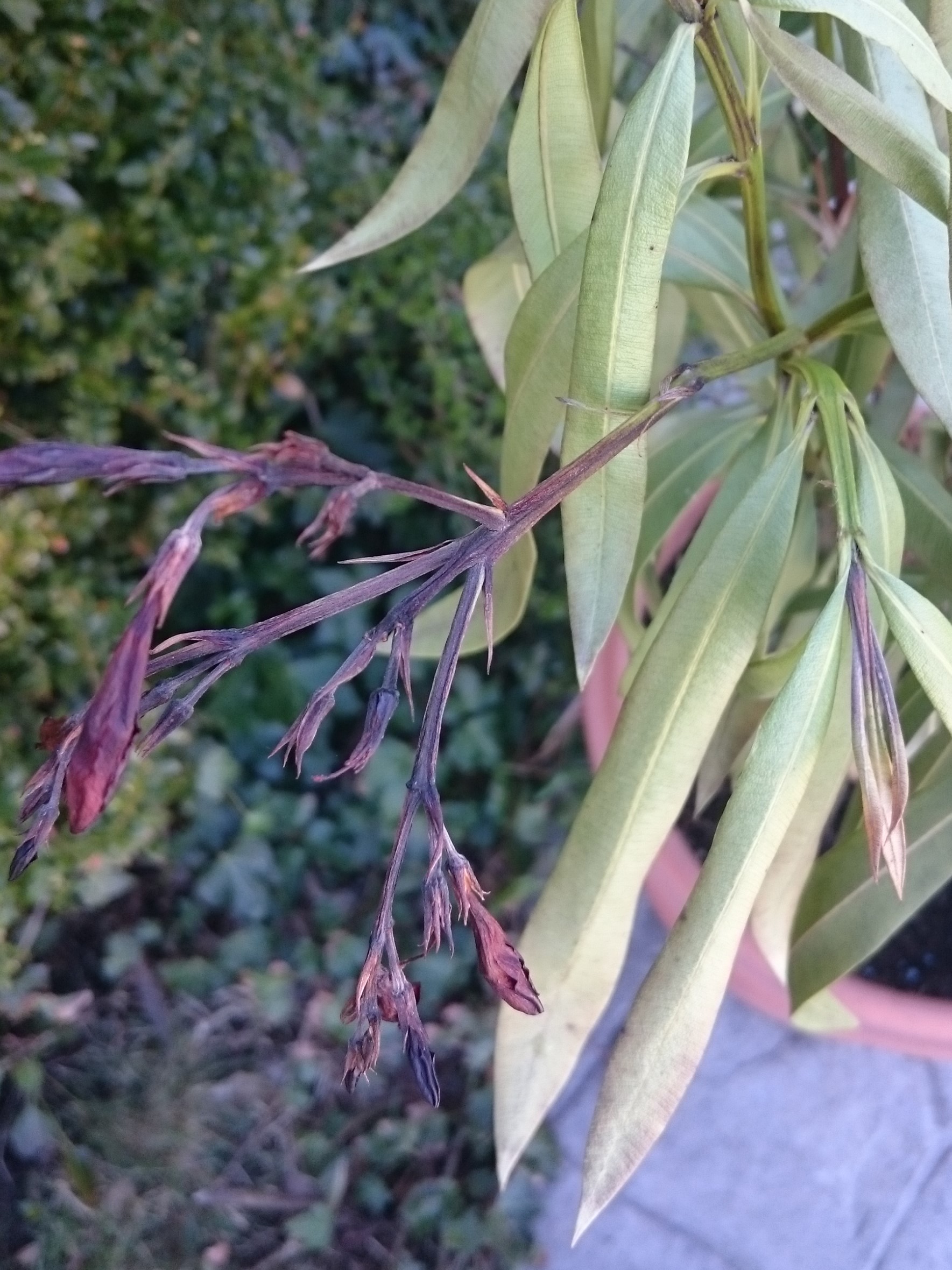 Warum rollt der Oleander im März seine Blätter ein ...