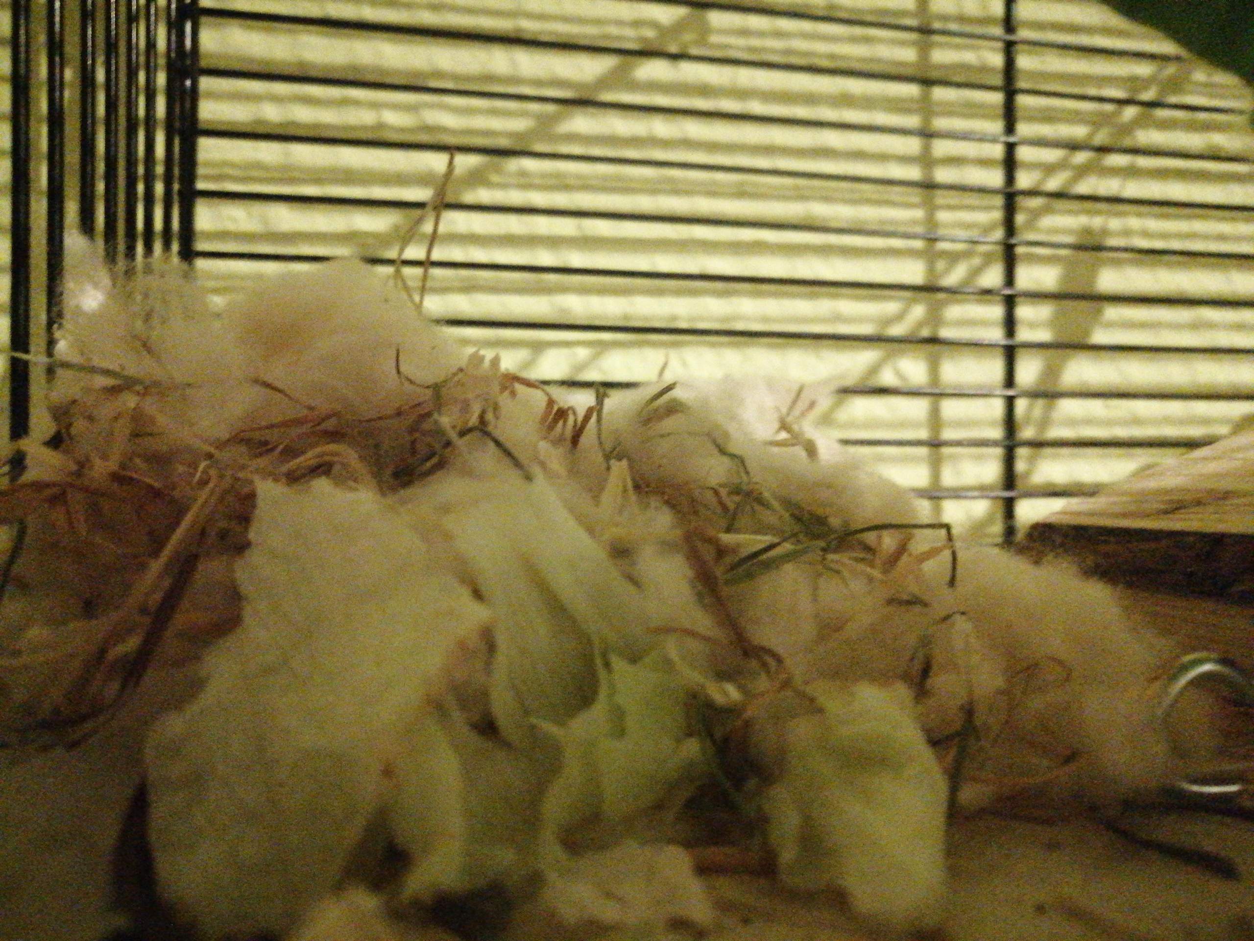 Hamster Schläft Nicht Mehr Im Haus Warum schläft mein Hamster nicht im Haus sondern in der Ecke