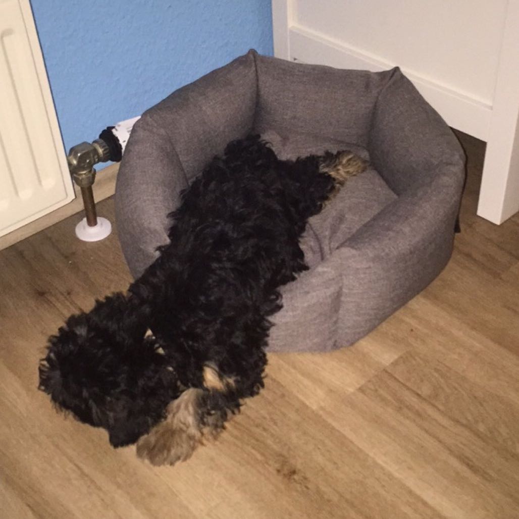 Warum schläft mein Welpe mit dem Po oben? (Hund, schlafen, Welpen)