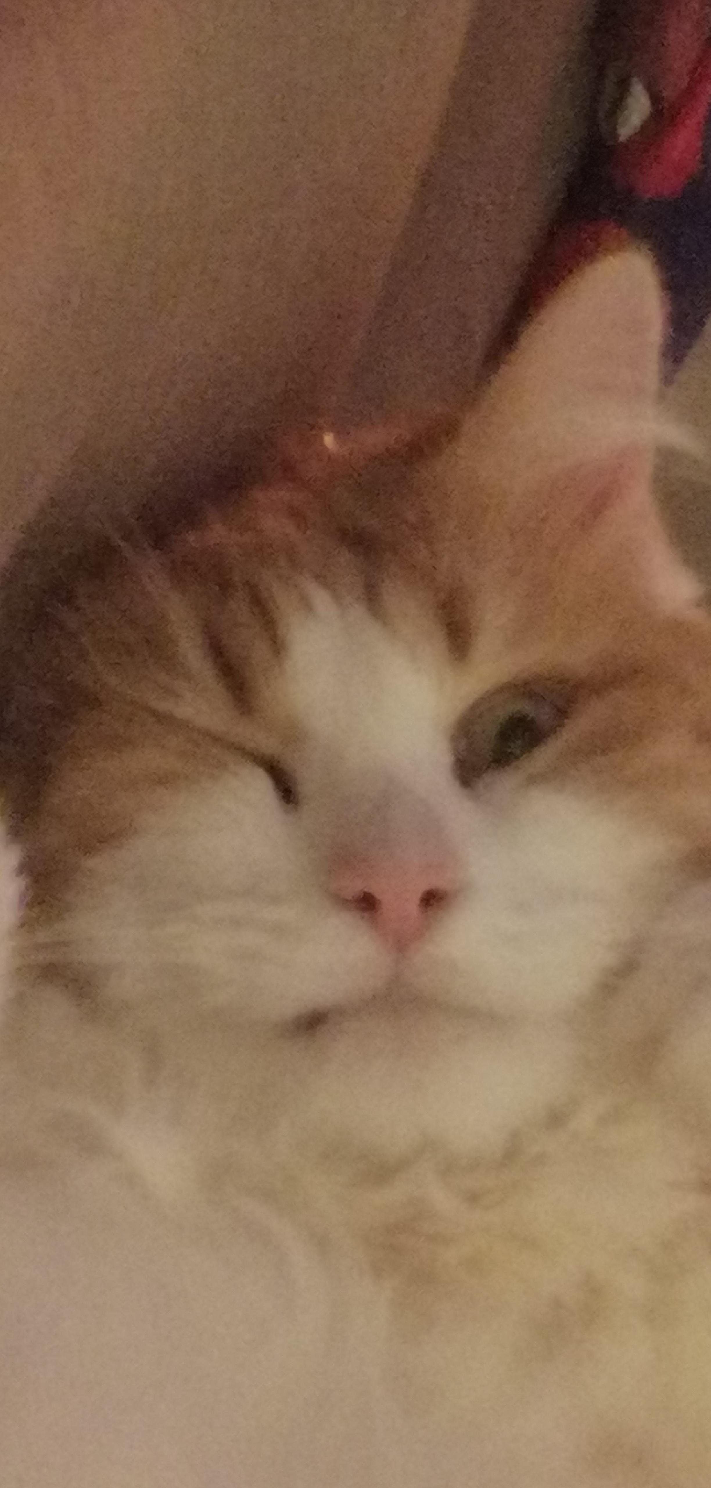 warum schlaft meine katze mit offenen augen katzen schlaf