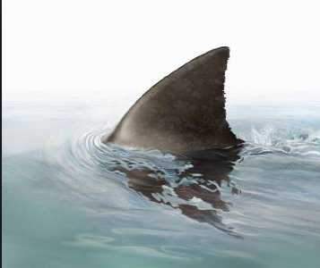 Warum schwimmen Haie so dicht unter der Wasseroberfläche, dass man die  verräterische Flosse sieht? Sind die so dumm? (Tiere, Intelligenz, Hai)