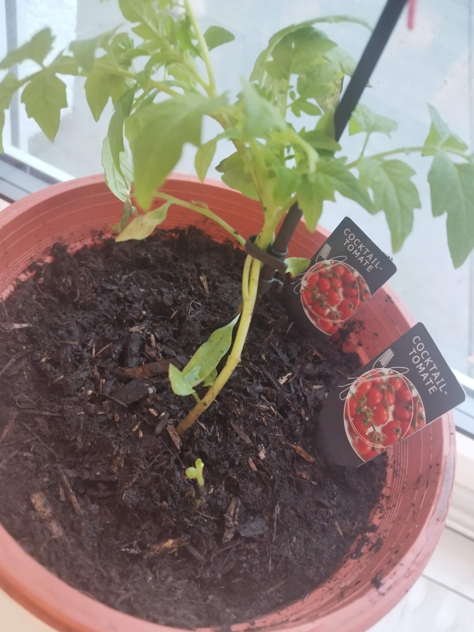 Warum sehen meine Tomatenpflanzen so aus? (Wasser, Pflanzenpflege, Balkon)