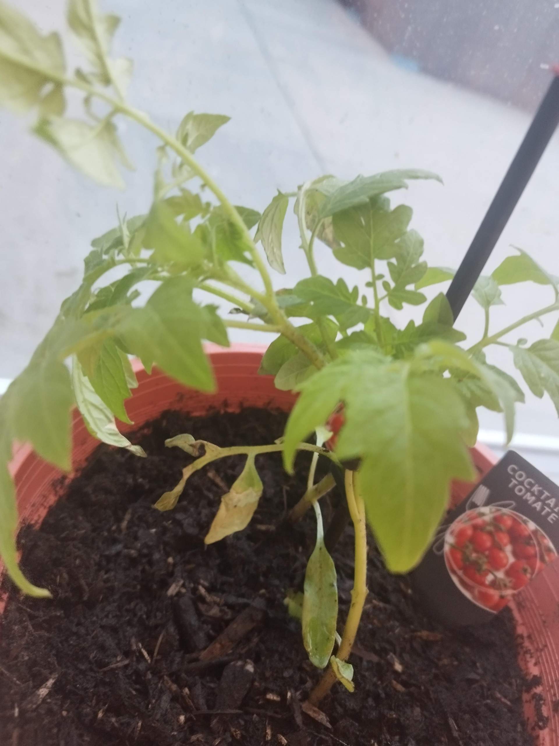 Warum sehen meine Tomatenpflanzen so aus? (Wasser, Pflanzenpflege, Balkon)