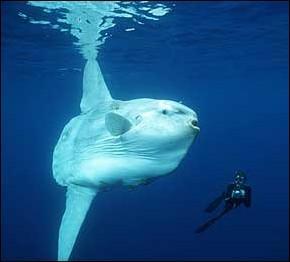 Mondfisch mit taucher - (Tiere, Wasser, Meeresbiologi)