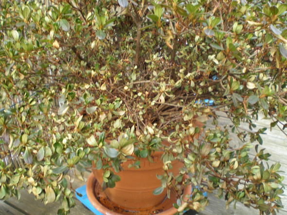 Azalee - (Pflanzen, Natur, Terrasse)