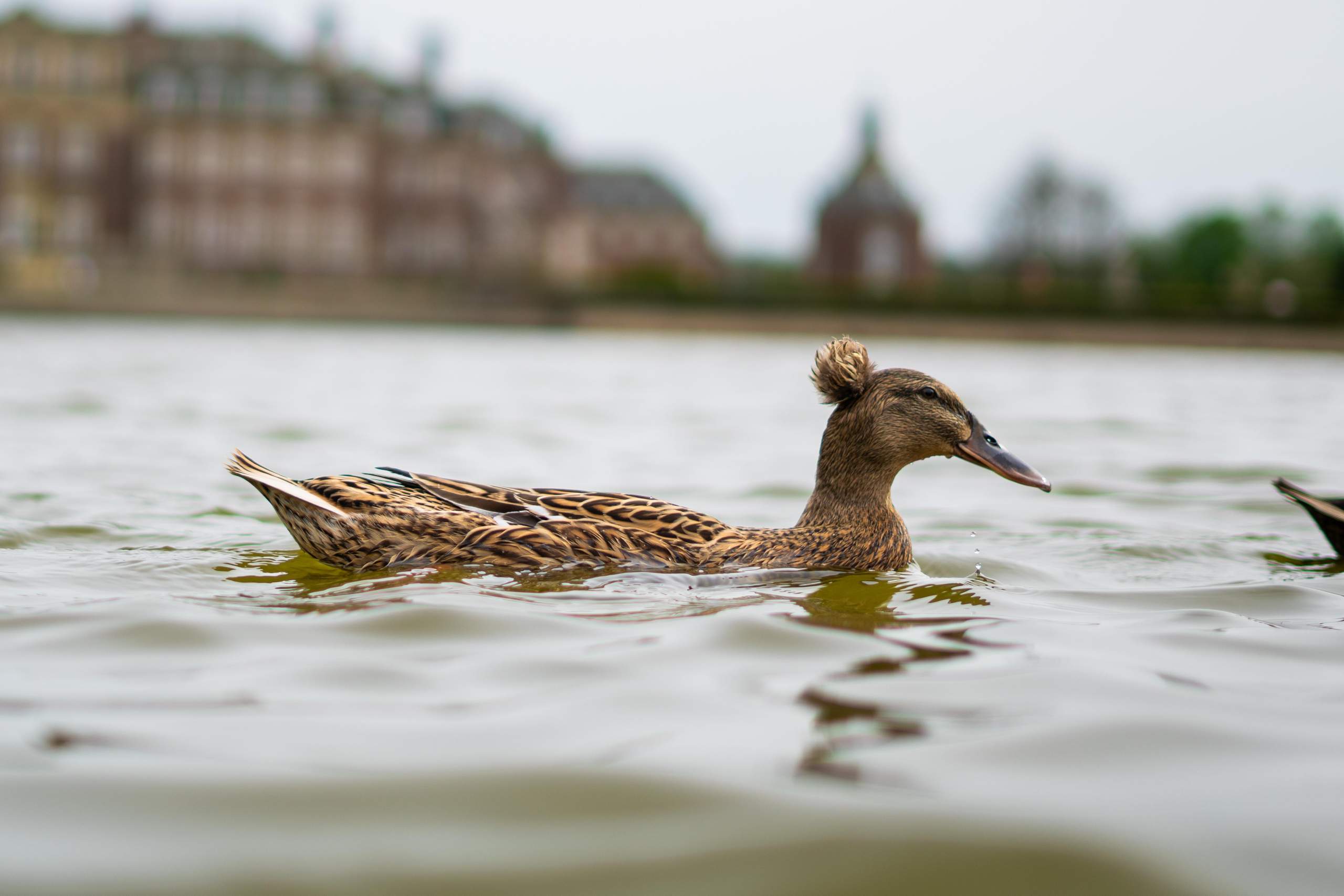 warum sieht die ente so aus? (Biologie, Vogelart, Geflügel)