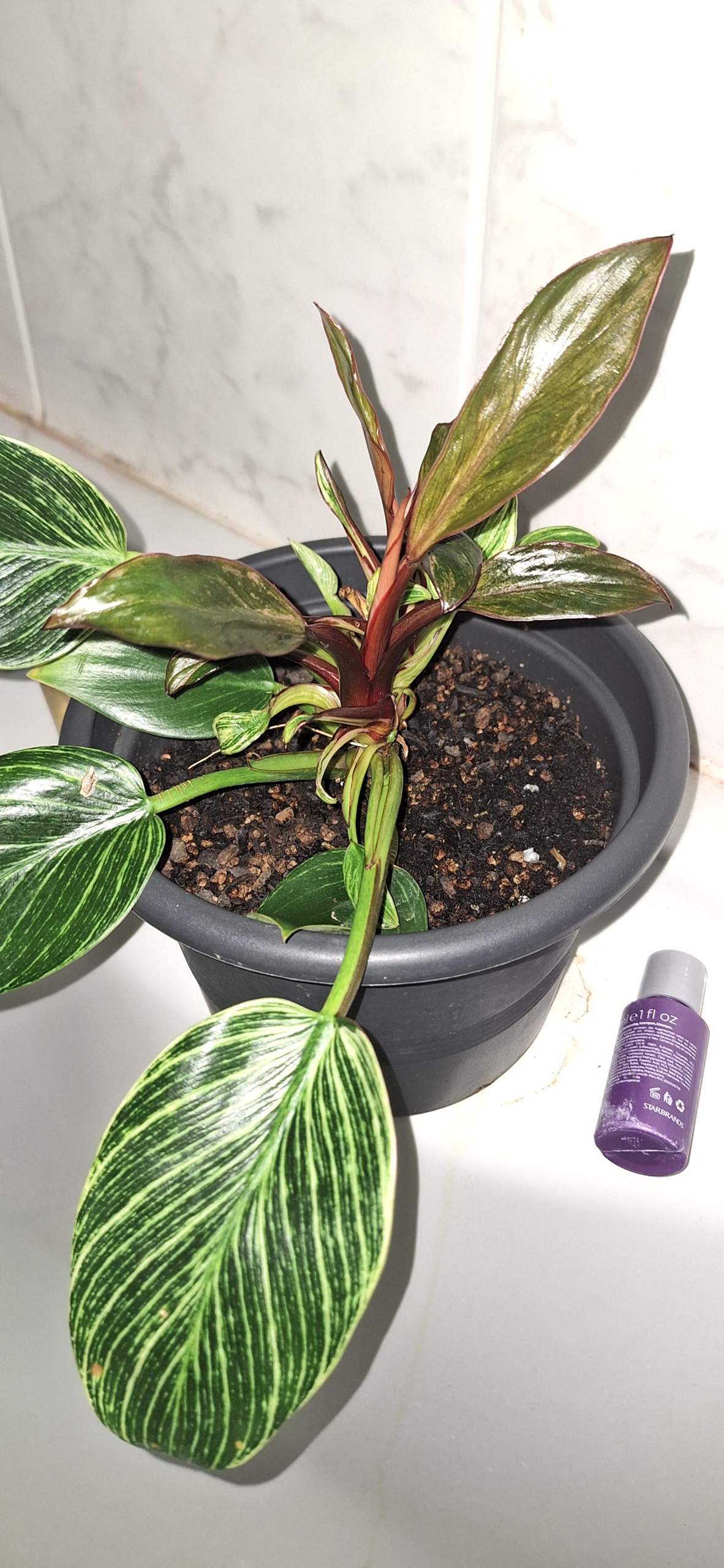 philodendron melanochrysum neues blatt Philodendron melanochrysum – Foliage Factory