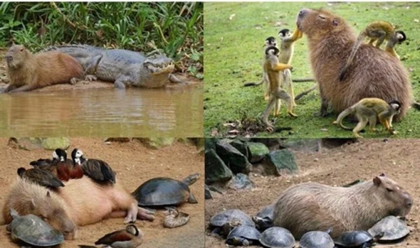 - (Tiere, Natur, Nagetiere)