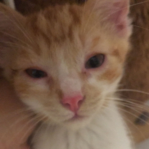 Warum Sind Die Augen Meiner Katze Rot Gesundheit Und Medizin