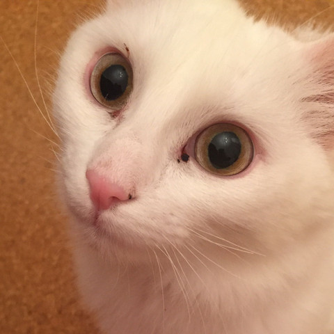 Warum Sind Die Augen Meiner Katze So Geworden Haustiere Kater Cat