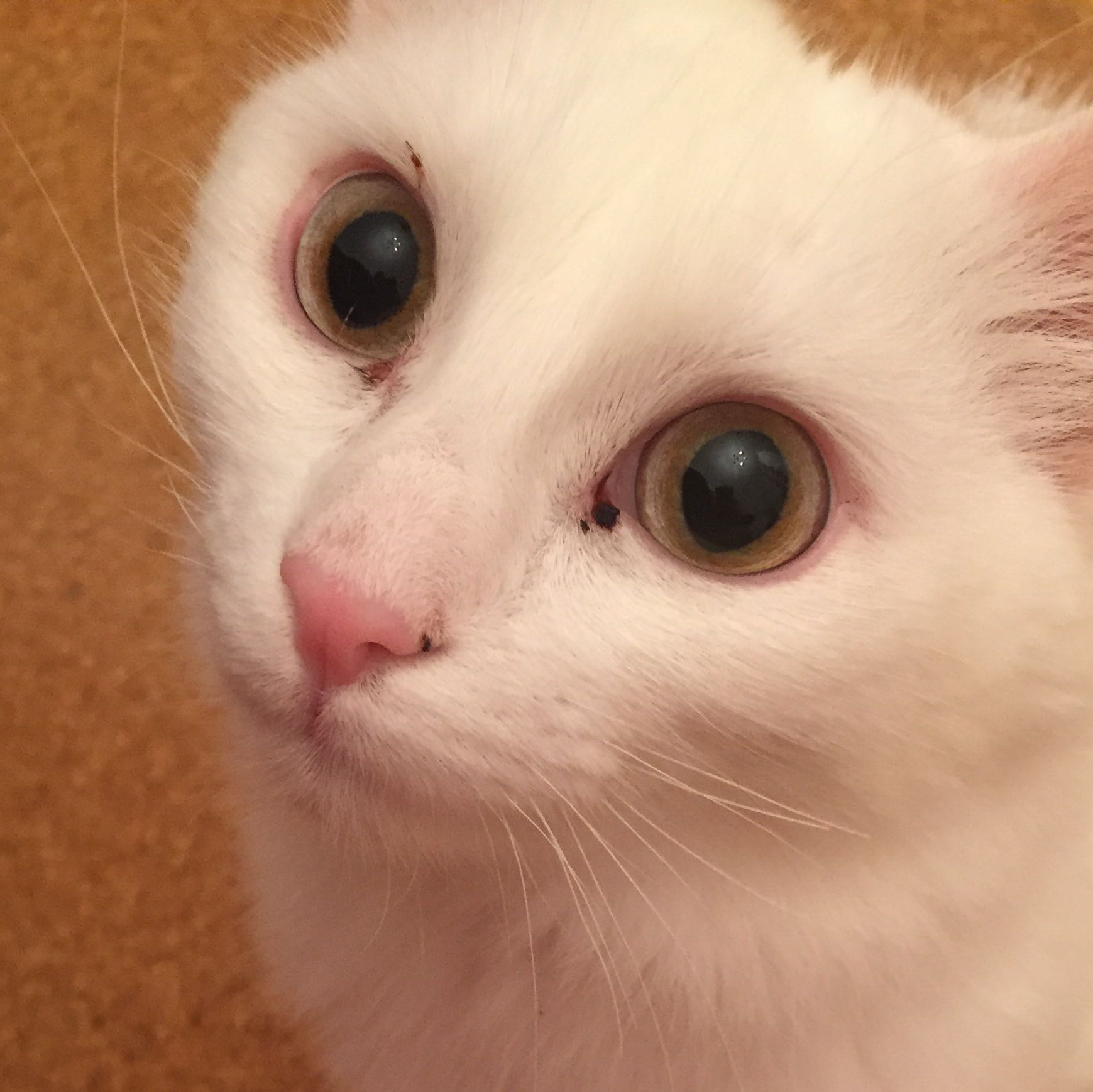 Warum sind die Augen meiner Katze so geworden? (Haustiere, Kater, cat)