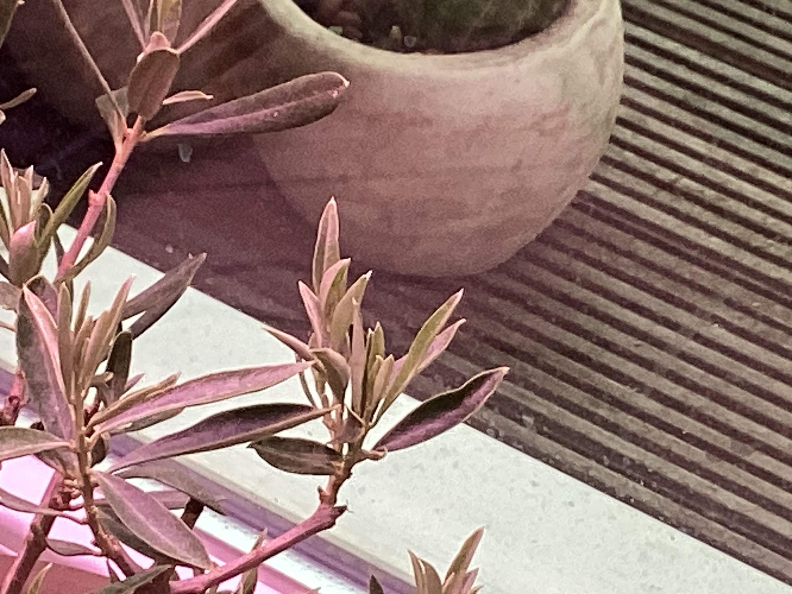 Warum sind die jungen Bltter von meinen Olivenbaum klein wachsen nach oben  und eingerollt? (Baum, Pflanzenpflege, Botanik)