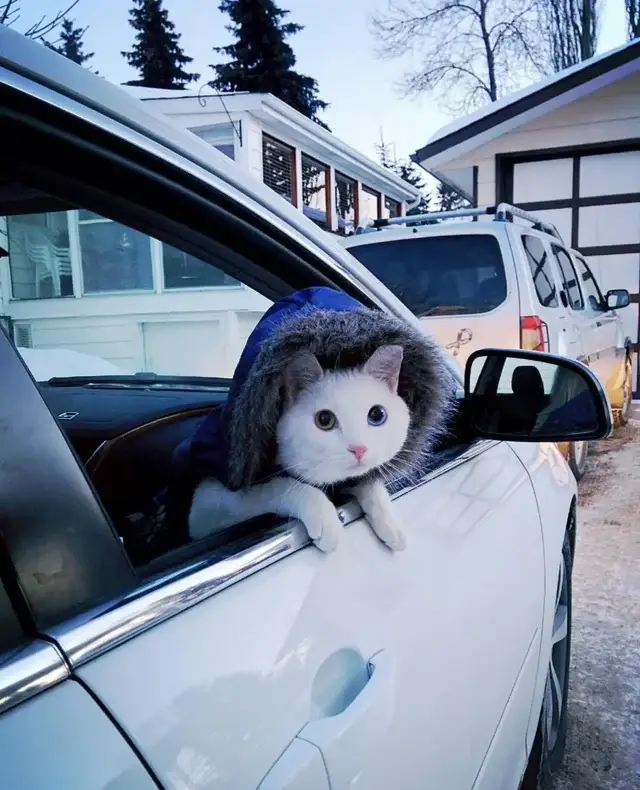 Warum sind Katzen so süß? (Kater, Hauskatze)