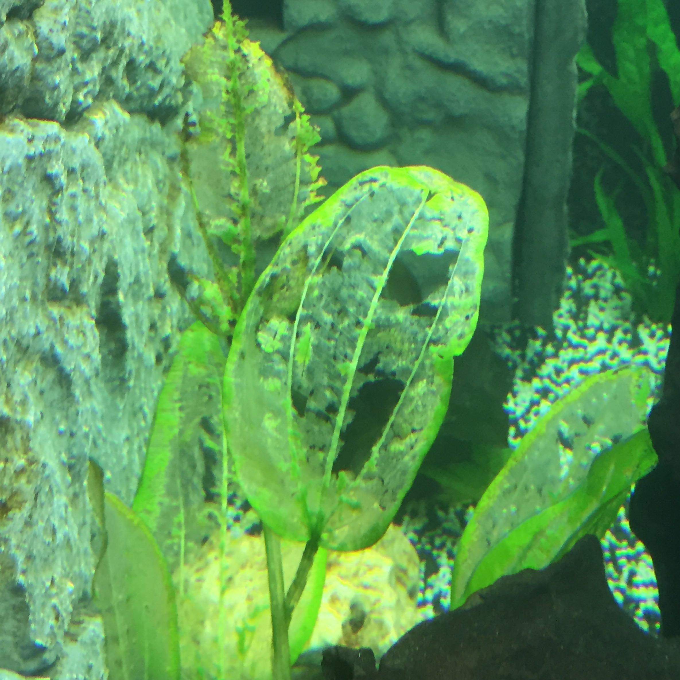 Warum sind meine Aquariumpflanzen so kaputt? (Liebe, Pflanzen, Aquarium)