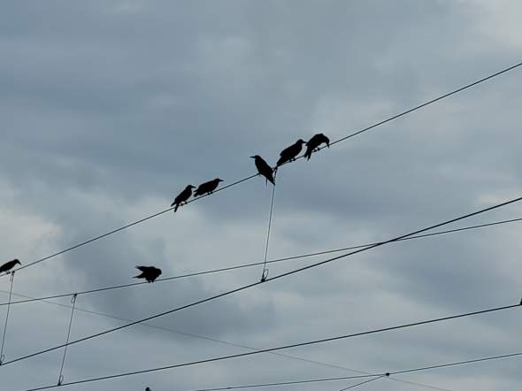 Bild zum Beitrag