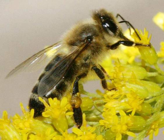 Warum spricht man bei Bienen und anderen Staatenbildenden Insekten eigentlich von Arbeiterinnern?