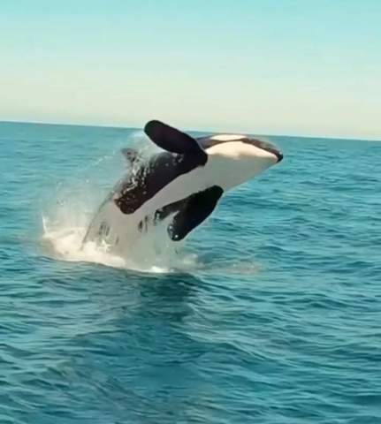 Warum springen Orcas aus dem Wasser?