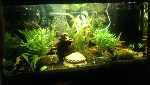 komplette Ansicht - (Aquarium, Aquaristik)