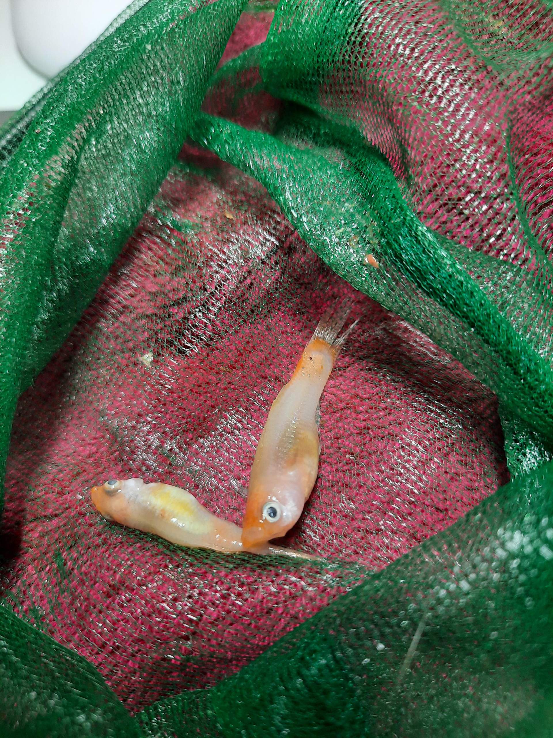 Warum sterben im Moment viele meiner Fische? (Tiere, Haustiere, Aquarium)