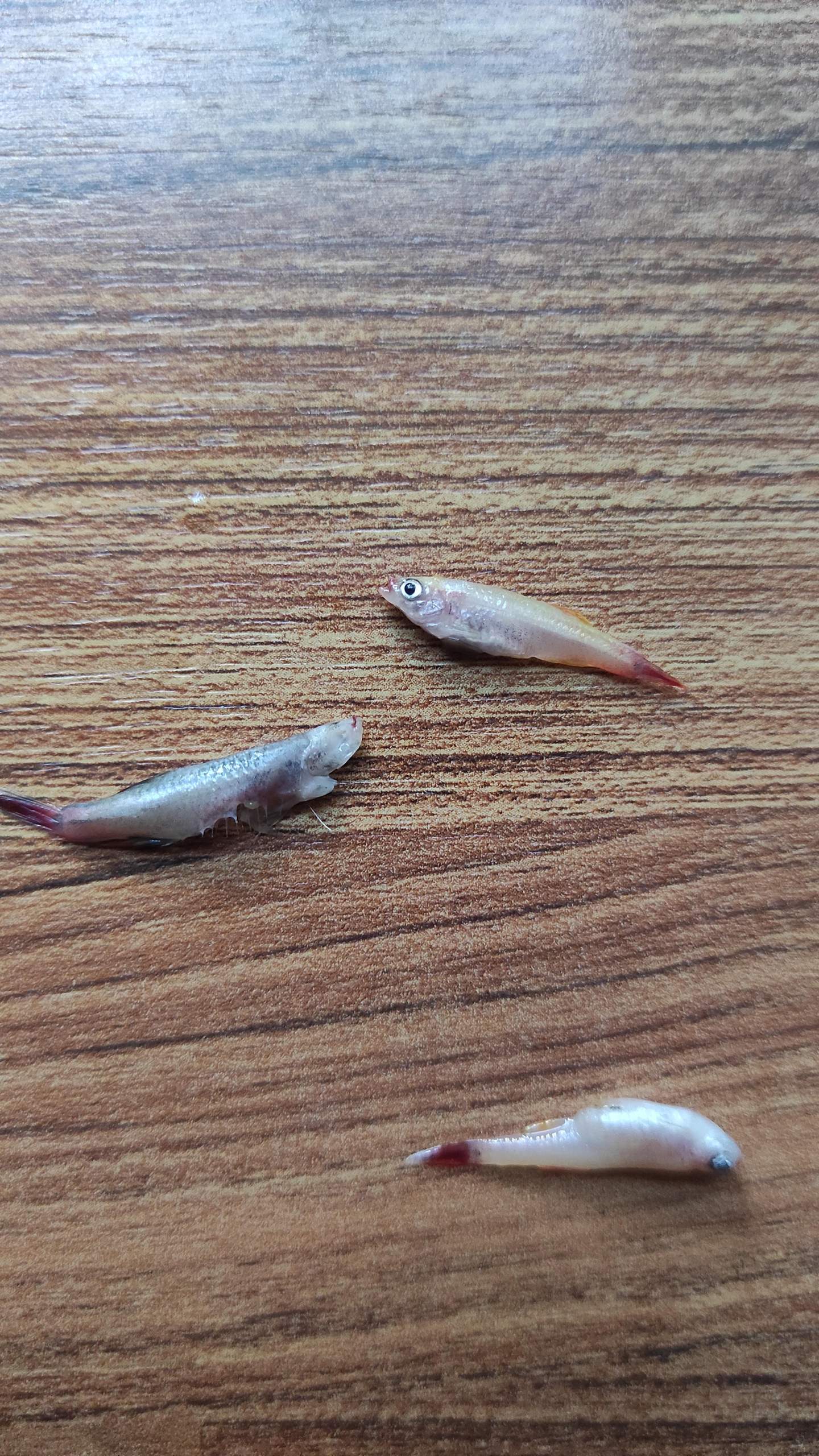 Warum sterben plötzlich all meine Fische? (Aquarium)