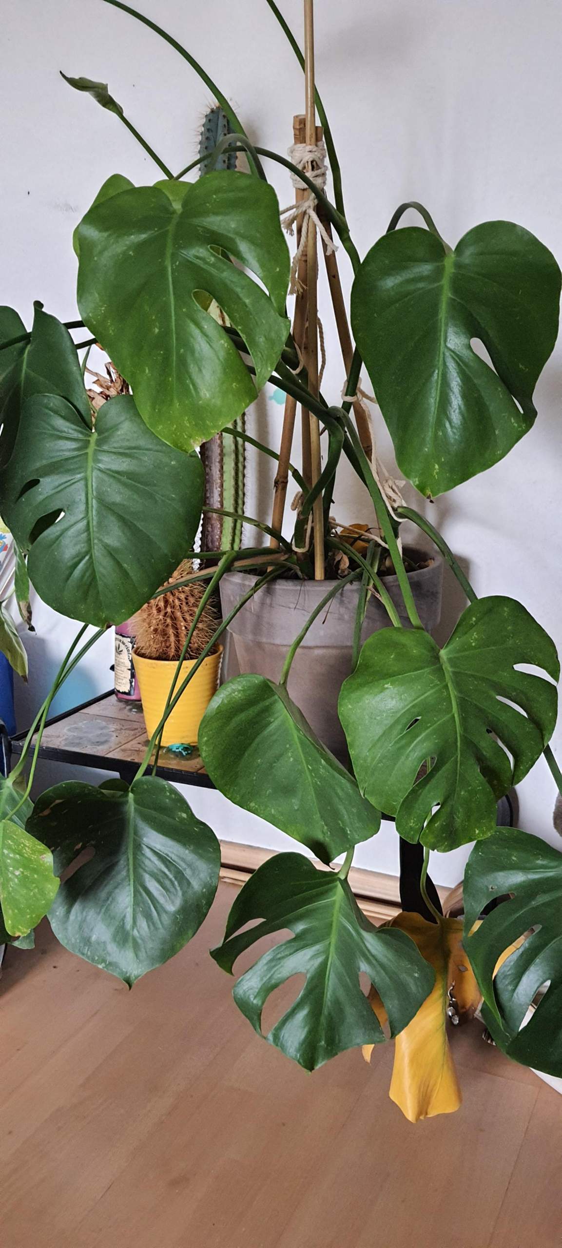 Monstera Rollt Blatter Ein