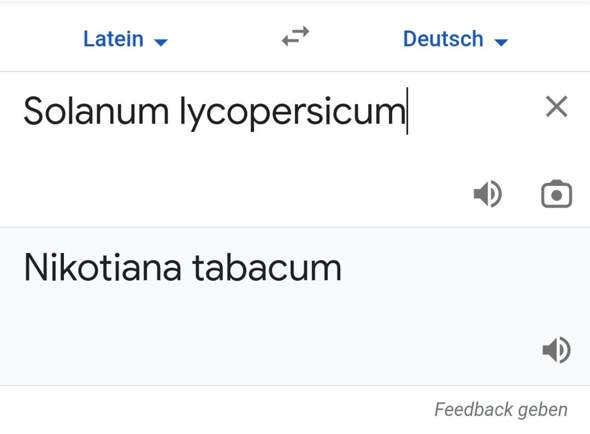 Warum übersetzt Google Tomate mit Tabak?