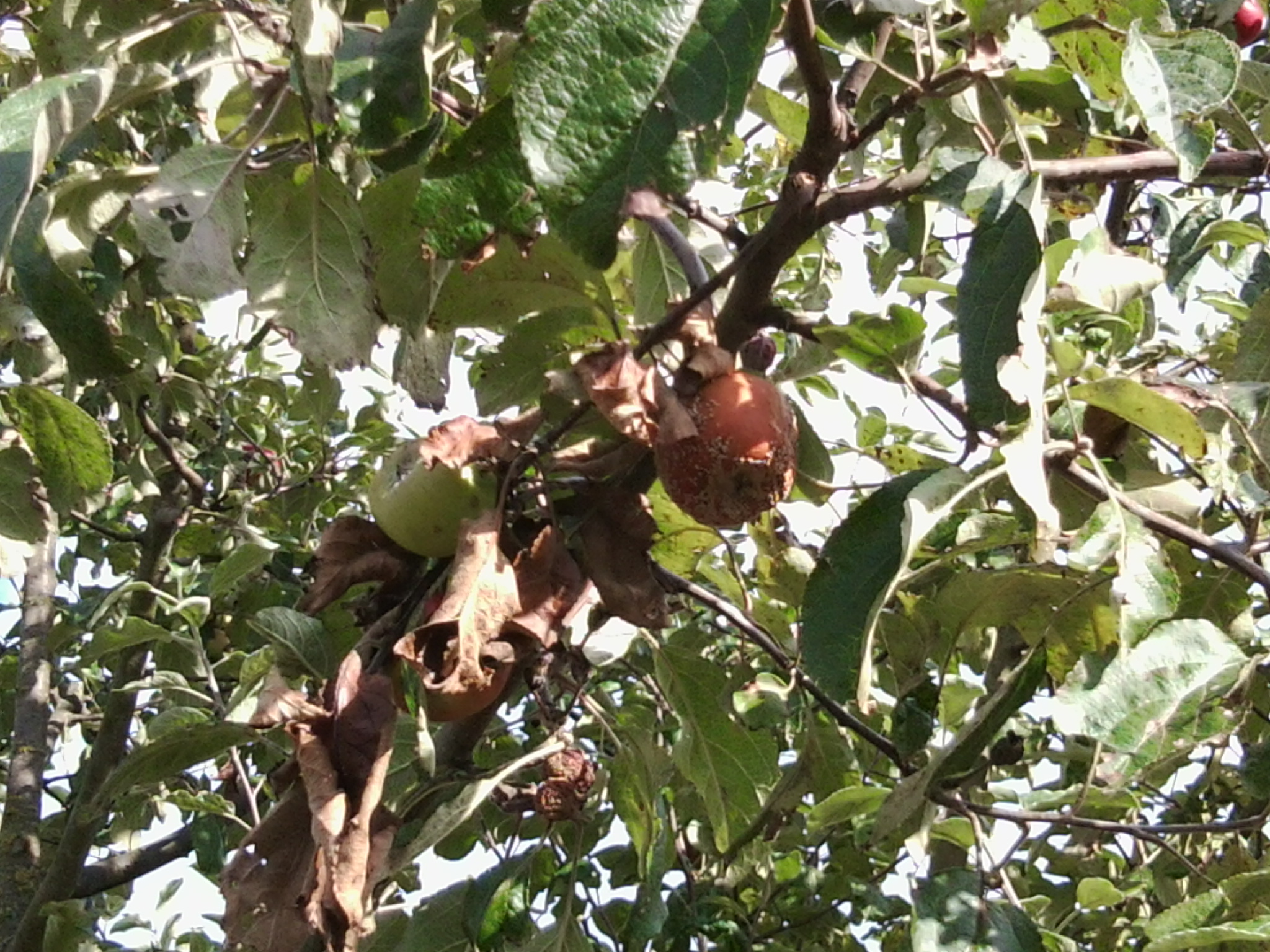 Warum verfaulen unsere Äpfel am Baum? (essen, Garten, Natur)