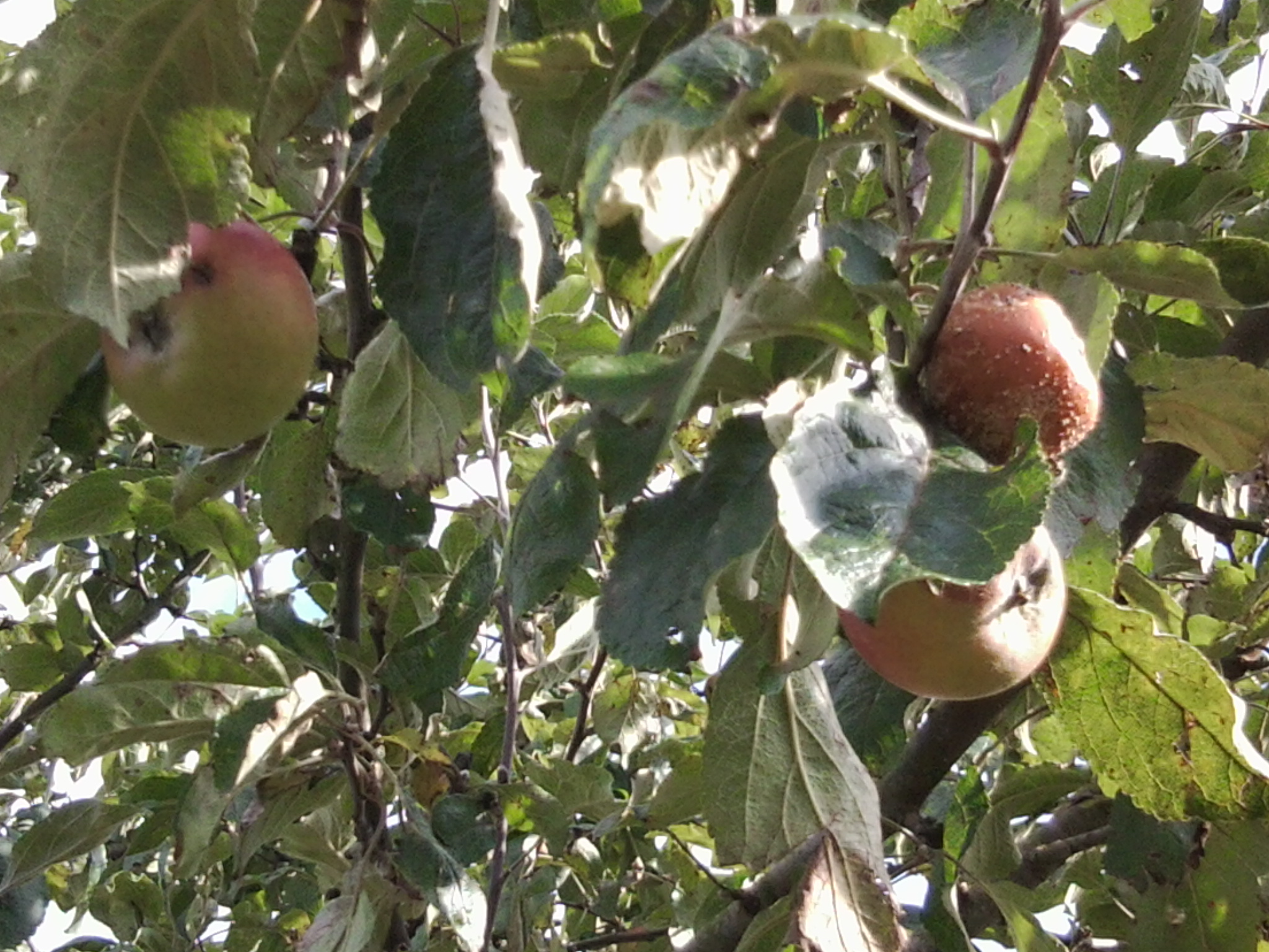 Warum verfaulen unsere Äpfel am Baum? (essen, Garten, Natur)