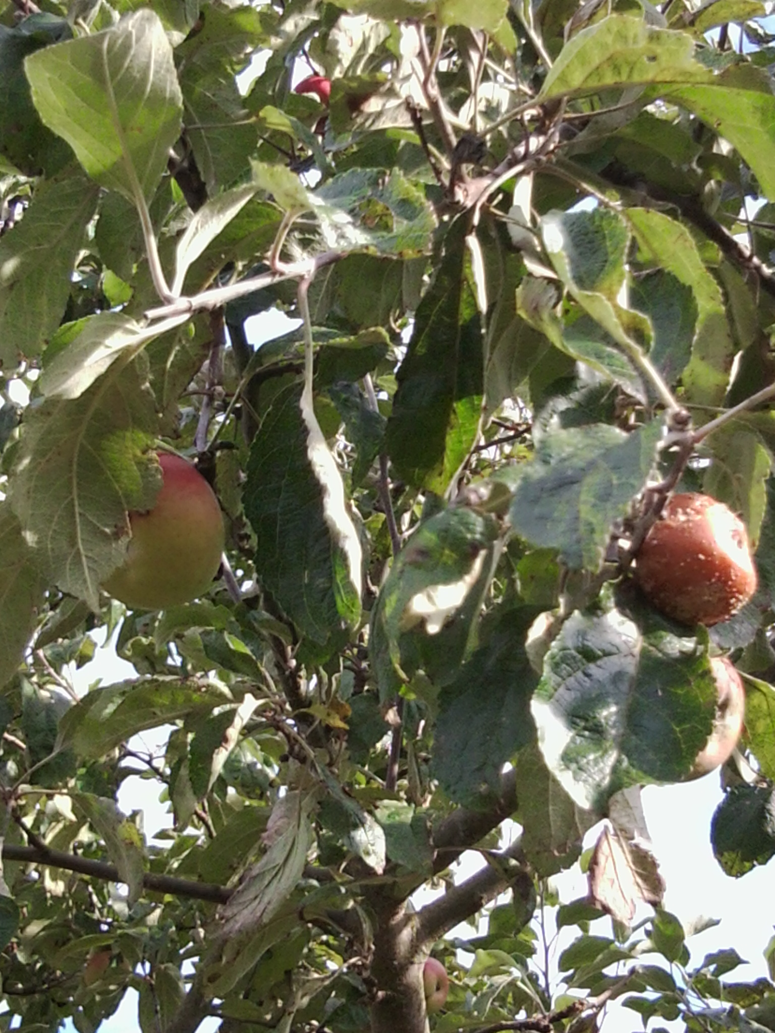 Warum verfaulen unsere Äpfel am Baum? (essen, Garten, Natur)