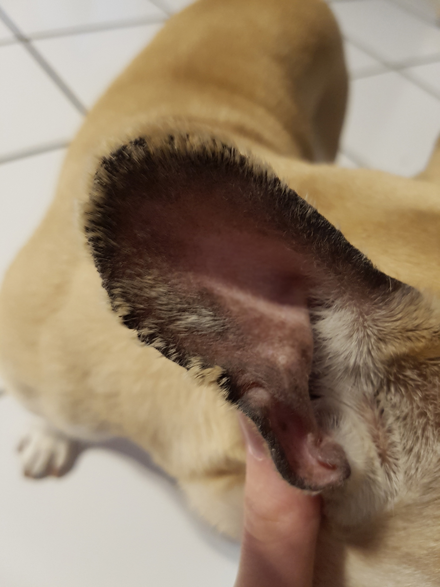 Warum verliert meine Bulldogge Fell an den Ohren? (Hund)