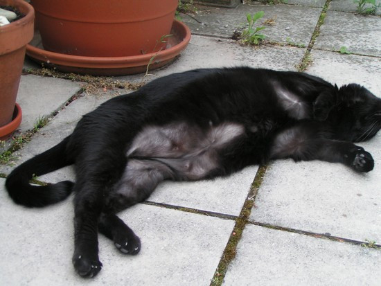 warum verliert meine katze harre haare