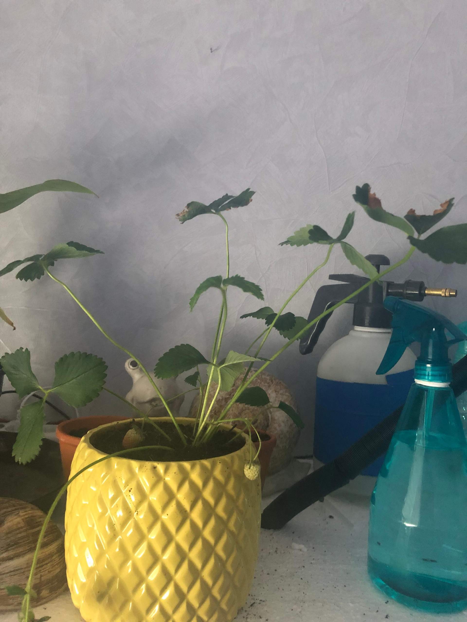 Warum wachsen meine Erdbeeren nicht mehr und die Blätter werden braun? (Blumen, Pflanzenpflege